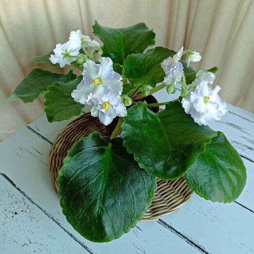 Нежно - голубая фиалка  (*73) сенполия цветущая в подарок любимым