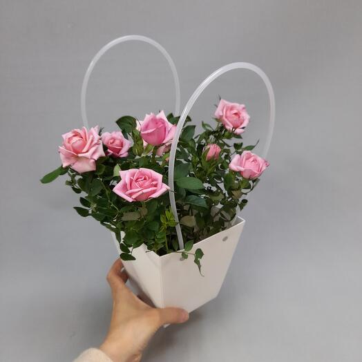 Роза  розовая в горшке