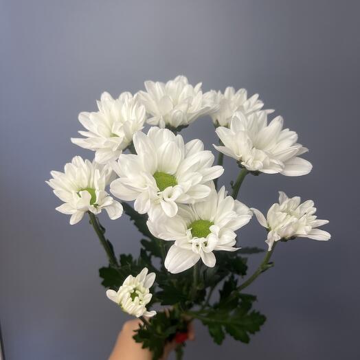 Хризантема кустовая ромашковидная