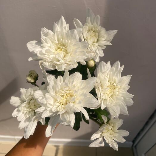 Хризантема балтика кустовая голландская