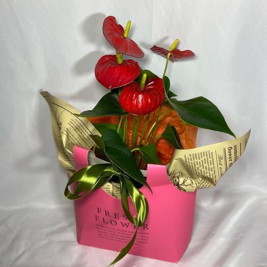 Антуриум в подарок на первое сентября ️