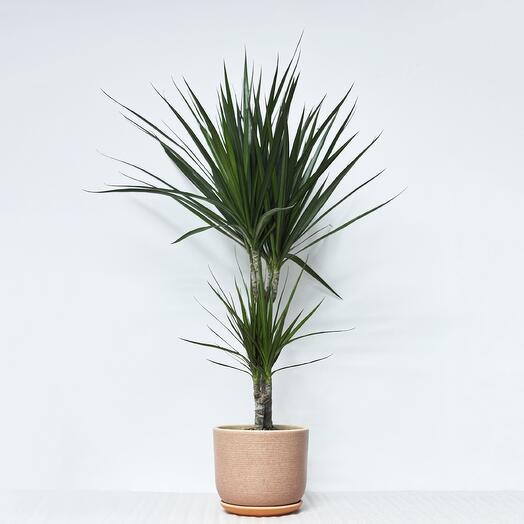 Драцена Маргината 2 ствола в кремовом керамическом горшке с поддоном, высота 75-80см