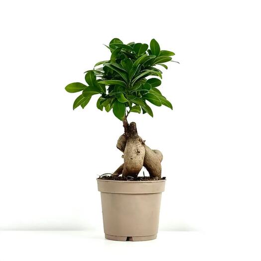 Фикус бонсай Микрокарпа Гинсенг в горшке D12
