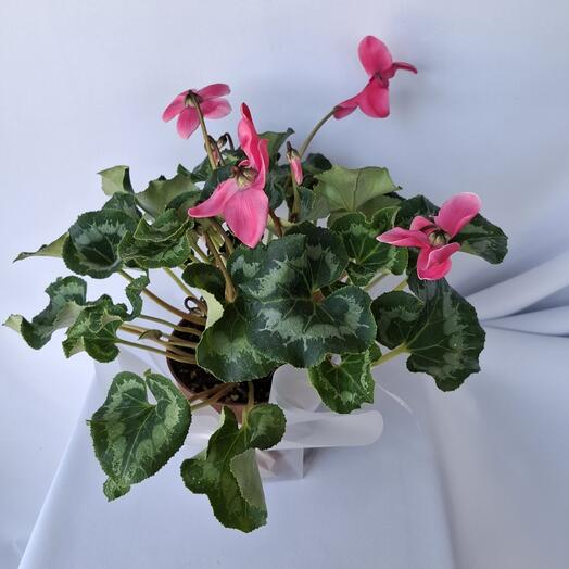 Комнатное растение Цикламен ярко розовый