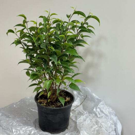 Фикус Наташа