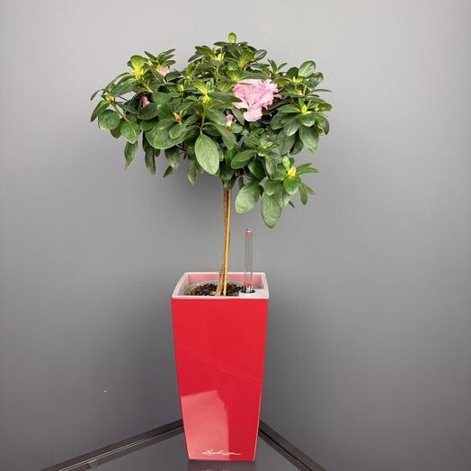 Растение Азалия в кашпо Lechuza D 14 Высота 60 см