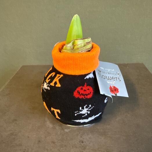 Амариллис в воске в стиле «Хэллоуин»