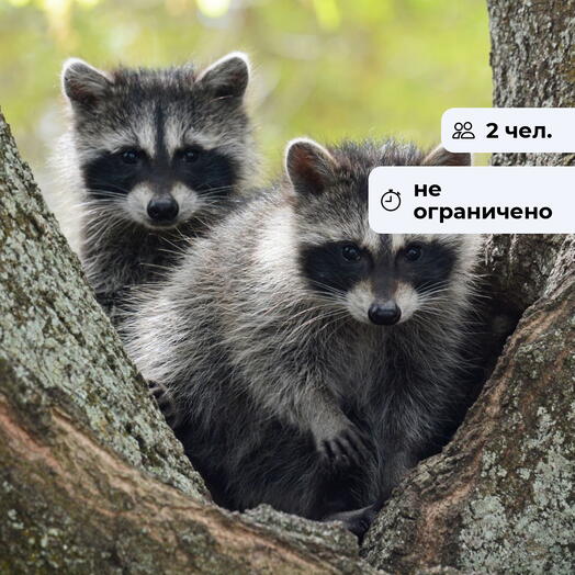 Забавные еноты. Посещение Иркутского зоосада