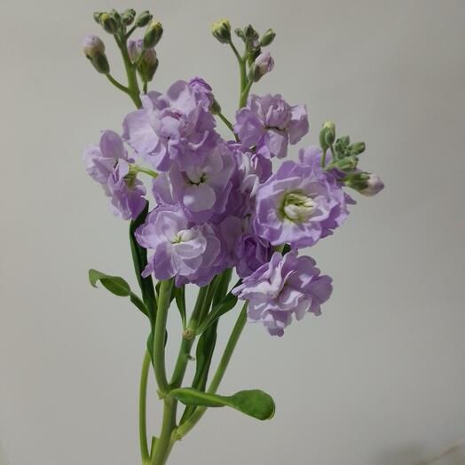 Маттиола куставая 💜