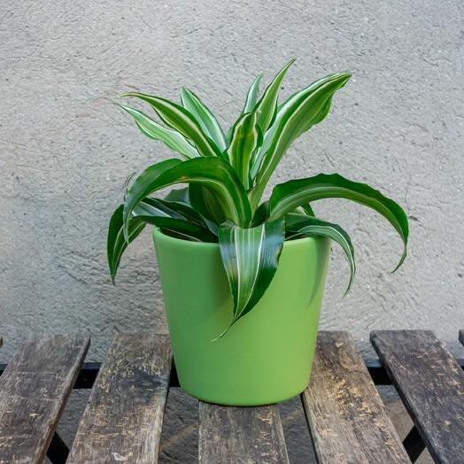 Dracena in a green pot