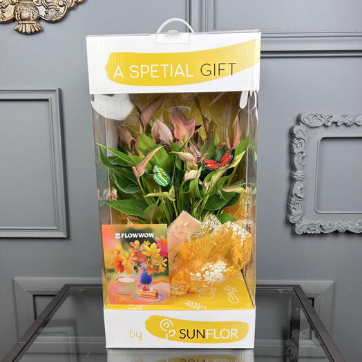 Антуриум Лили для в горшке и подарочной коробке, высота 50см