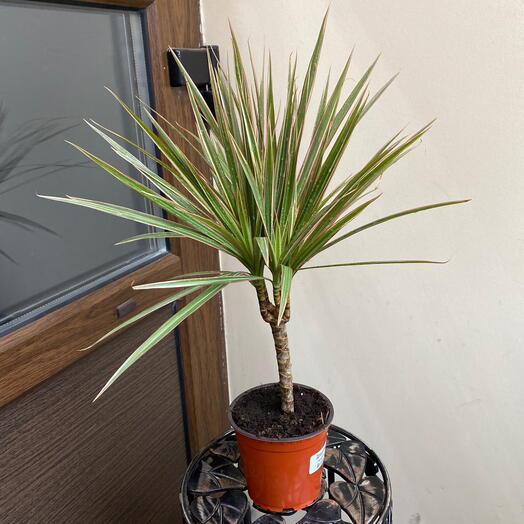 Комнатное растение | драцена | подарок маме | цветы на день рождения | на новоселье