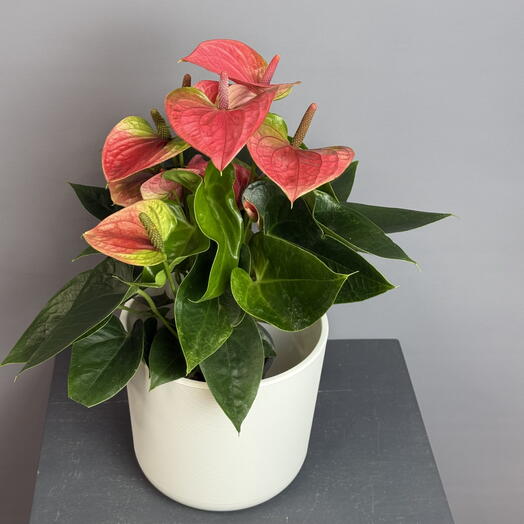 Антуриум крупноцветковый розовый в стильном белом горшке
