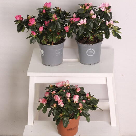 Азалия в ассортименте