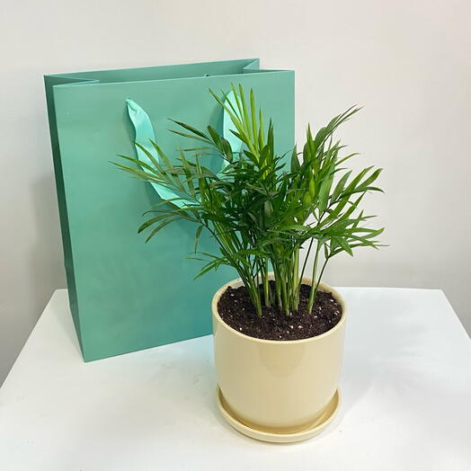 Planta de interior palma Hamedorea