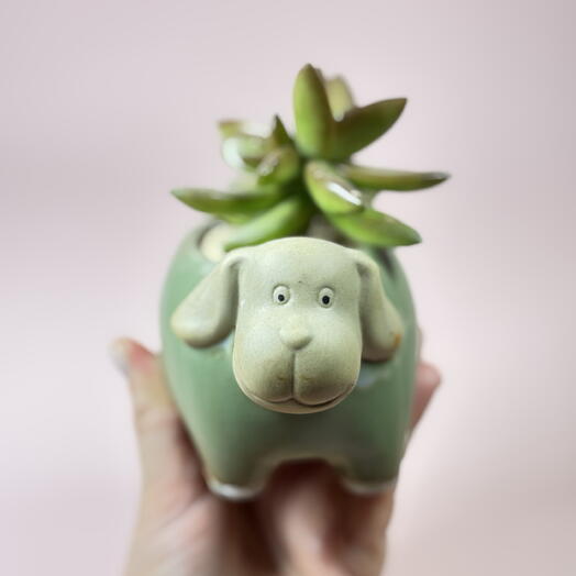 Суккулент яркий «закат» в кашпо Песик ️