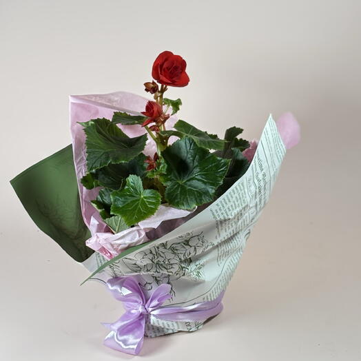 Бегония Роза цветущая красная ️ для мамочки на день мамы