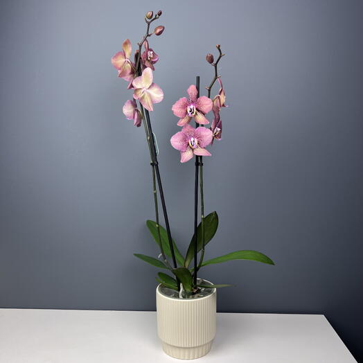 Орхидея фаленопсис леопард персиковая  2 ствола в керамике, высота 75см