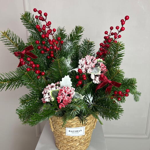 Нобилис в кашпо