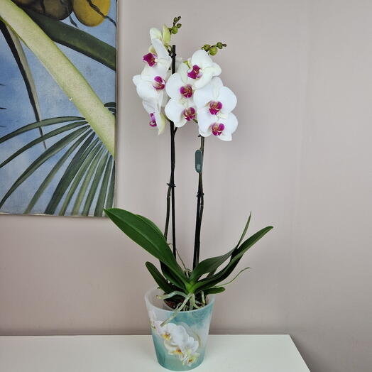 Белая орхидея фаленопсис с сиреневым сердечком комнатный цветок в горшке