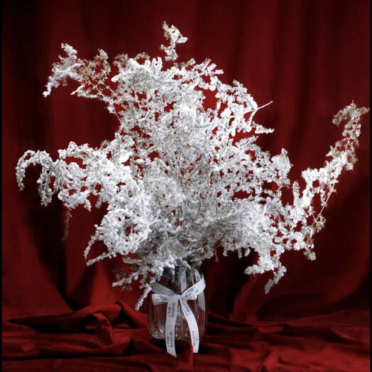 Заснеженный Аспарагус