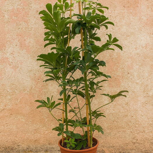 Schefflera arbor.  Compacta