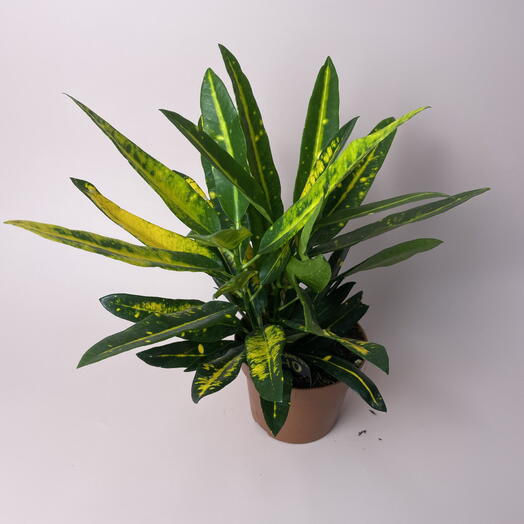 Комнатное растение «Кодиеум»