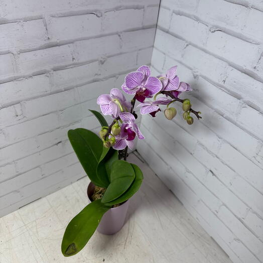 Фаленопсис ( орхидея) 2ст пестрая