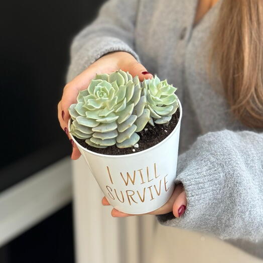 «Каменная Роза» (Эхиверия) в кашпо