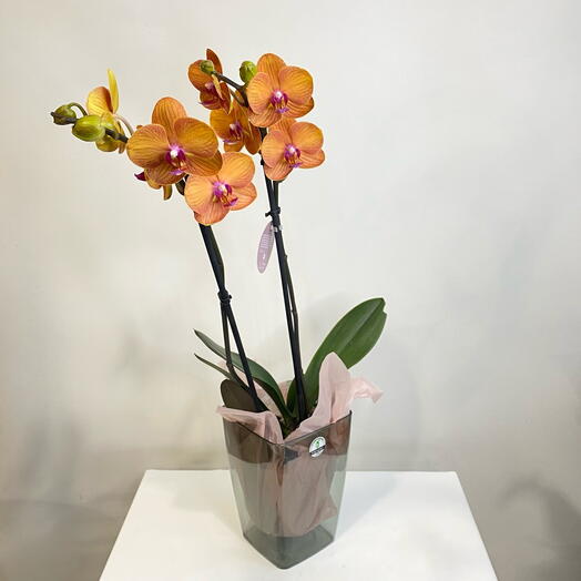 Орхидея Фаленопсис Тамара