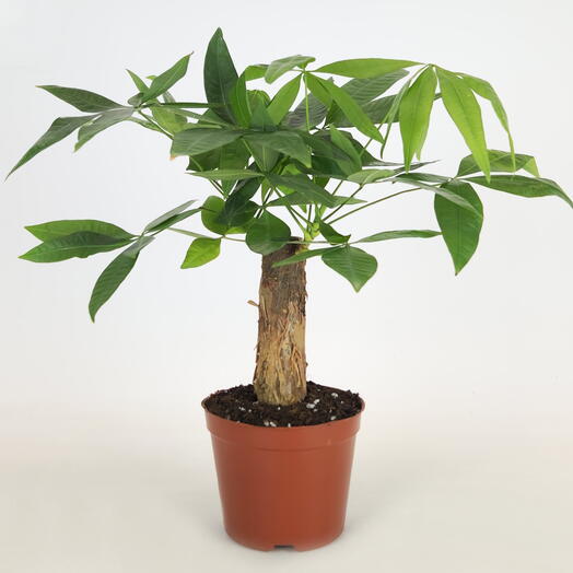 Пахира Акватика Одноствольная (Дерево счастья) D-9