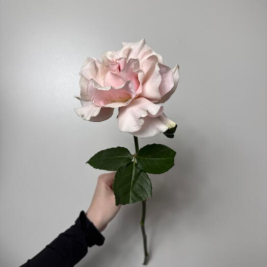 Ажурная роза Pink Mondial