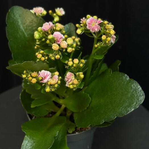 Комнатное растение: «Каланхоэ»