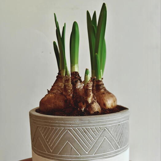 Narcissus in pot