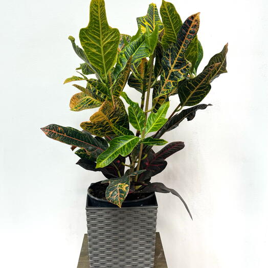 Фикус Codiaeum