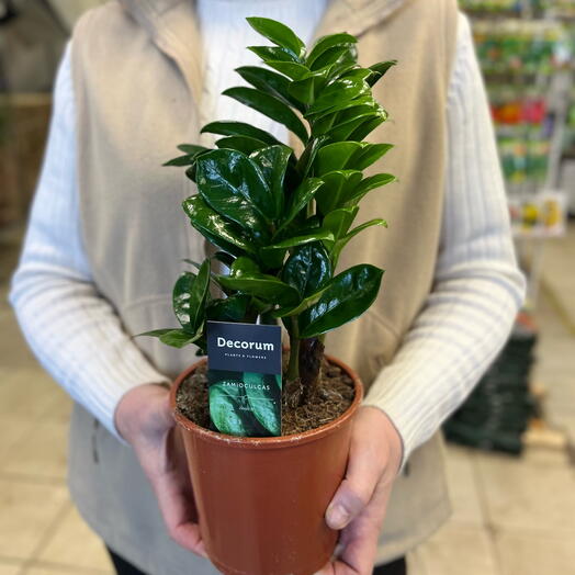 Замиокулкас Зензи