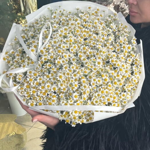 Ромашка полевая