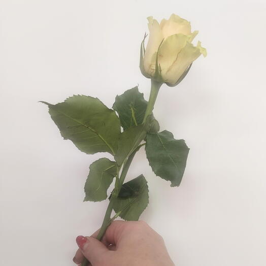 Роза бежевая