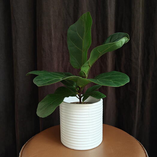 Ficus Lyrata