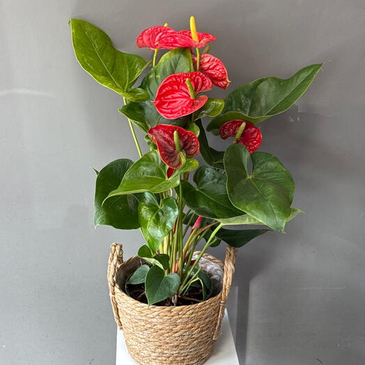 Антуриум 🥰🥰🥰