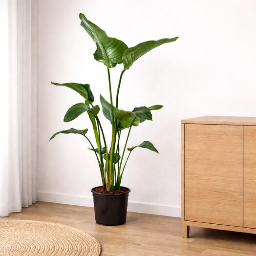 Strelitzia Nicolai