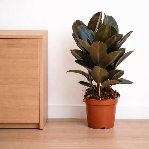 Ficus elastica ‘Abidjan