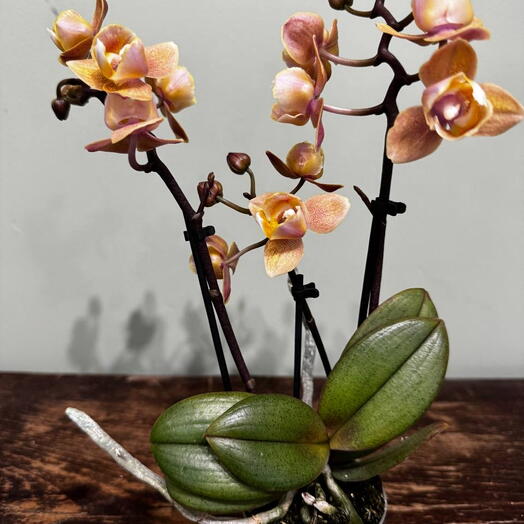 Орхидея 2 ствольная