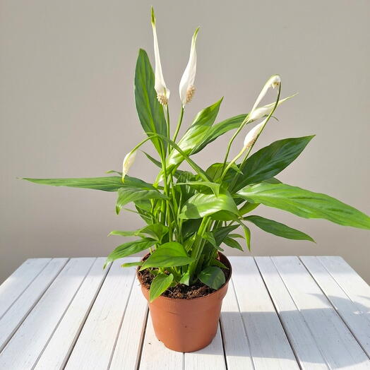 Peace Lily (Spathiphyllum)