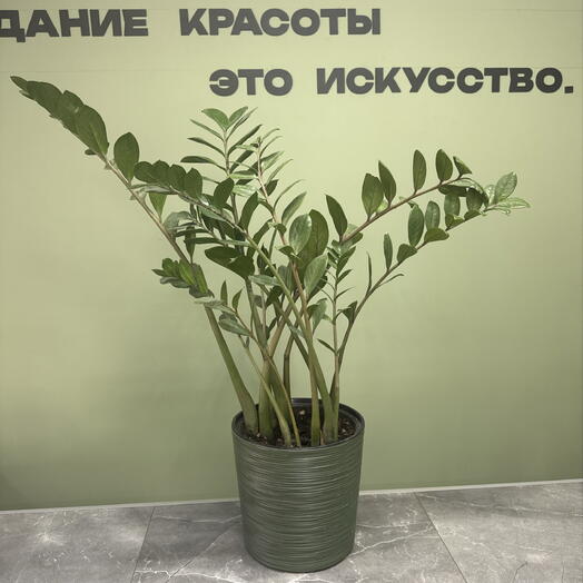 Горщечные цветы ФИКУС