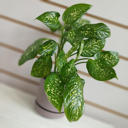 Диффенбахия Компакта, 25 см