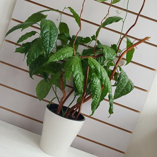 Пассифлора на опоре из корилуса, 50 см