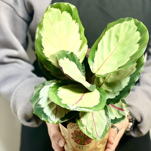 Калатея Корона (Calathea Corona) D12см