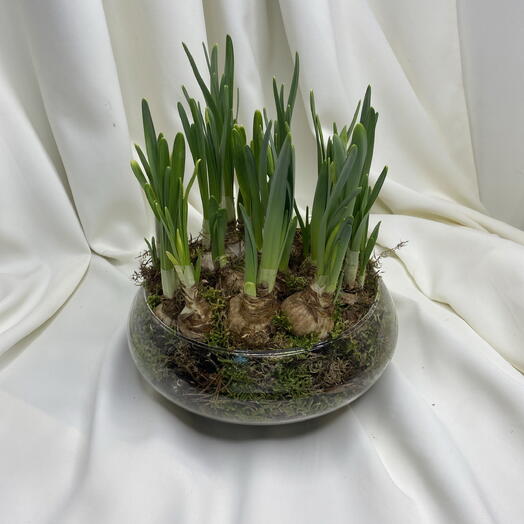 Первоцветы Нарциссы в стеклянном кашпо