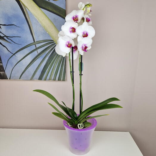 Белая орхидея с фиолетовым сердцем